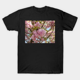 Pink cherry blossoms in spring with selective focus T-Shirt